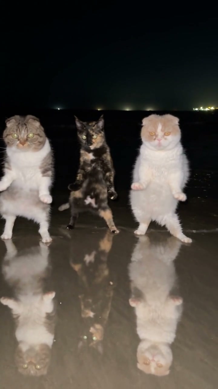 Community cat example
